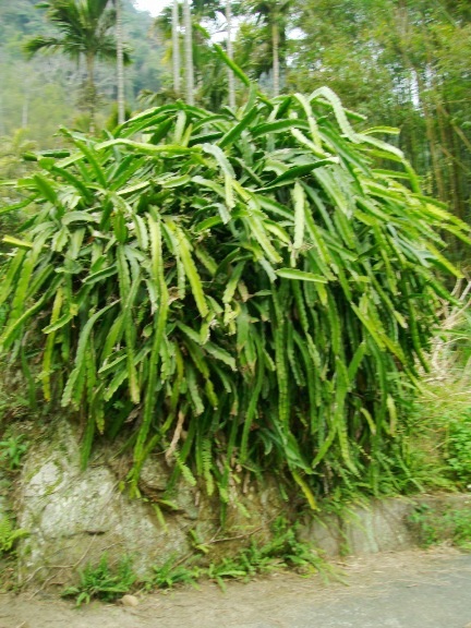 很茂盛的仙人掌科植物