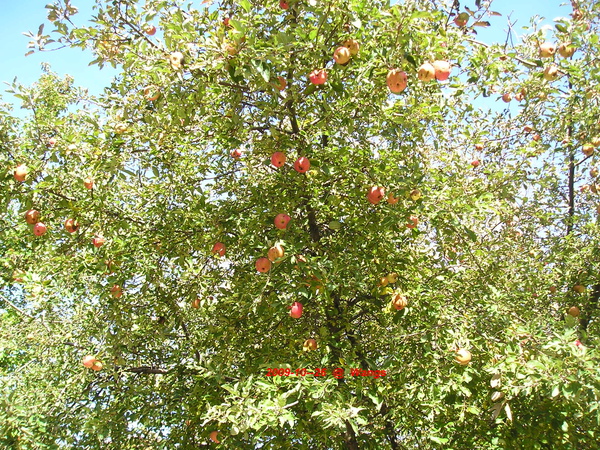 APPLE TREE