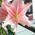 2012_秋冬_白勒孤挺花