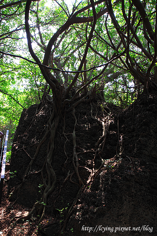 山豬溝