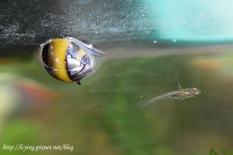 蜜蜂角螺與孔雀魚幼仔 