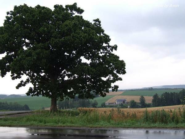 09 美瑛-拼布之路 09 美瑛-拼布之路