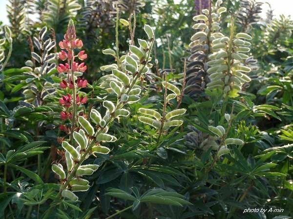 09 美瑛-拼布之路 09 美瑛-拼布之路