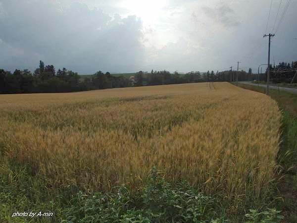 09 美瑛-拼布之路 09 美瑛-拼布之路