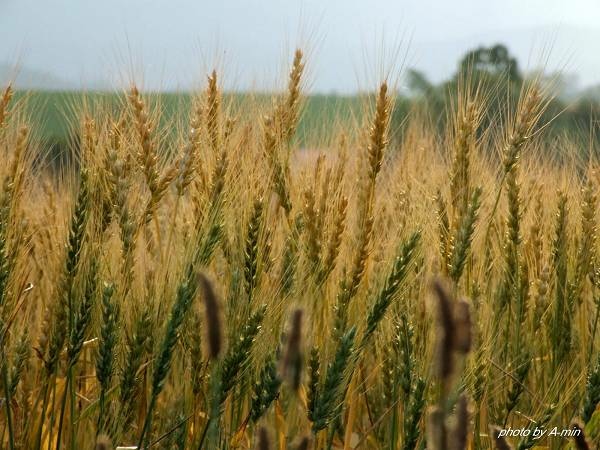 09 美瑛-拼布之路 09 美瑛-拼布之路