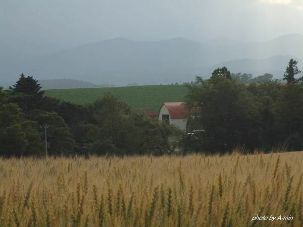 09 美瑛-拼布之路 09 美瑛-拼布之路