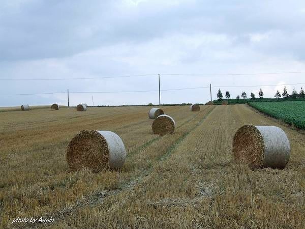 09 美瑛-拼布之路 09 美瑛-拼布之路