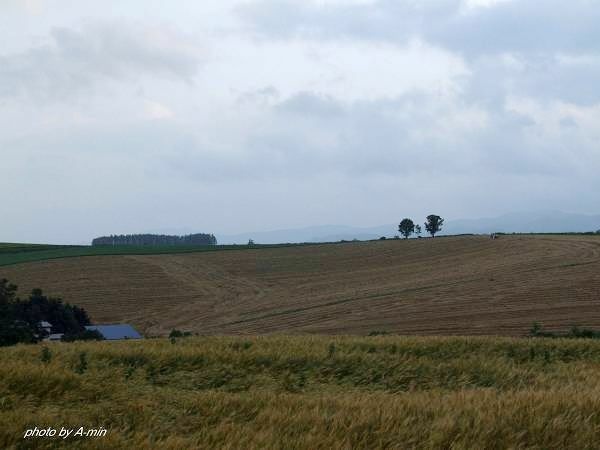 09 美瑛-拼布之路 09 美瑛-拼布之路