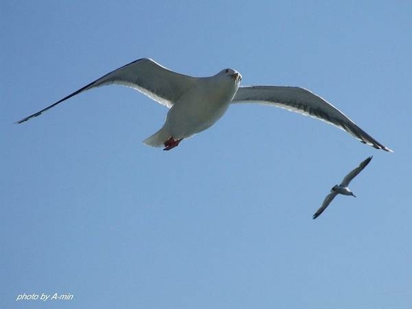 20 洞爺湖遊船 20 洞爺湖遊船