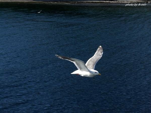 20 洞爺湖遊船 20 洞爺湖遊船