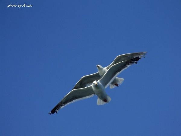 20 洞爺湖遊船 20 洞爺湖遊船