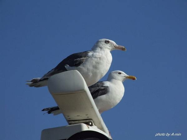 20 洞爺湖遊船 20 洞爺湖遊船