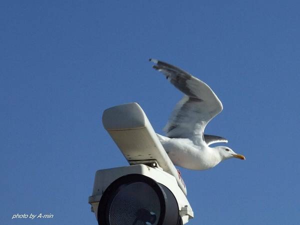 20 洞爺湖遊船 20 洞爺湖遊船