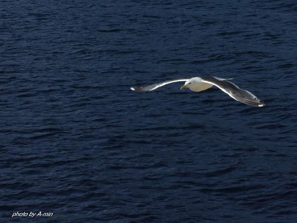 20 洞爺湖遊船 20 洞爺湖遊船