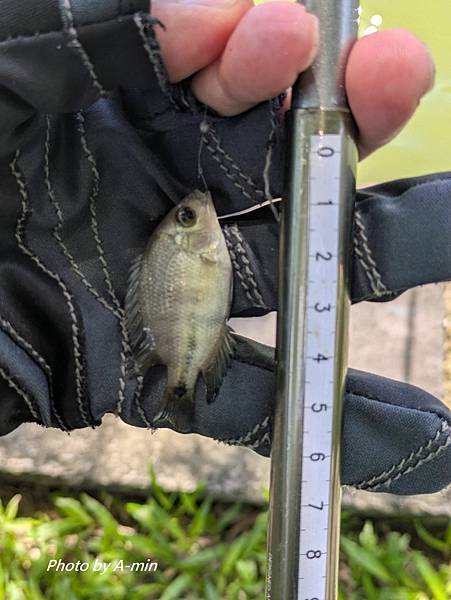 2025/08城市釣遊@大湖公園 2025/08城市釣遊@大湖公園