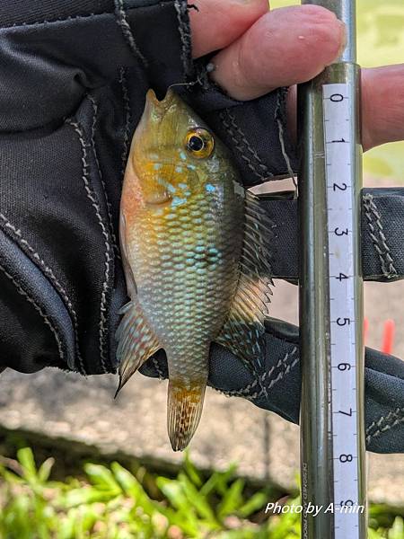 2025/08城市釣遊@大湖公園 2025/08城市釣遊@大湖公園