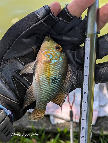 2025/08城市釣遊@大湖公園 2025/08城市釣遊@大湖公園