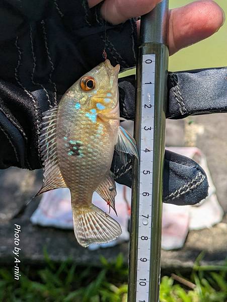 2025/08城市釣遊@大湖公園 2025/08城市釣遊@大湖公園