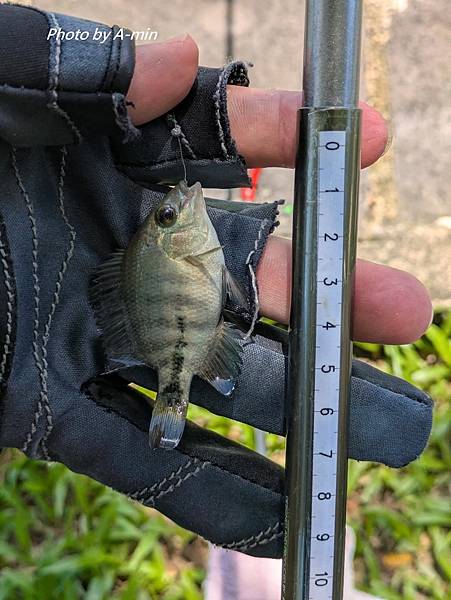 2025/08城市釣遊@大湖公園 2025/08城市釣遊@大湖公園