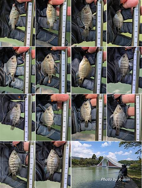 2025/08城市釣遊@大湖公園 2025/08城市釣遊@大湖公園