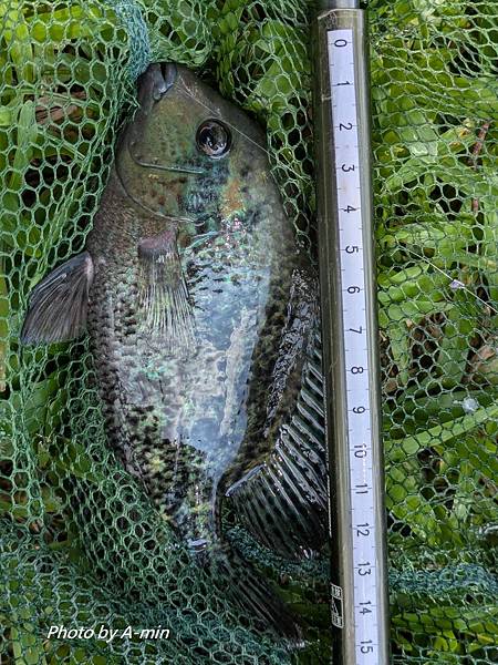 2025/08城市釣遊@大湖公園 2025/08城市釣遊@大湖公園