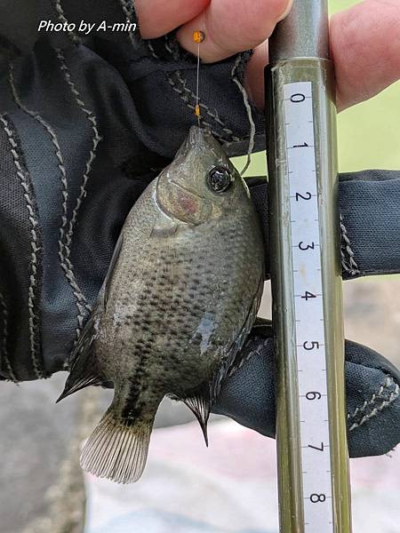 2025/08城市釣遊@大湖公園 2025/08城市釣遊@大湖公園