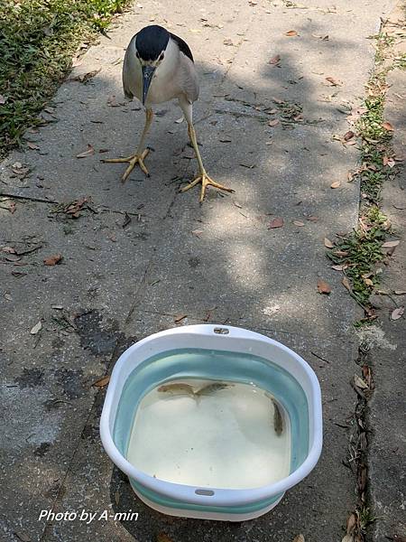 2025/08城市釣遊@大湖公園 2025/08城市釣遊@大湖公園