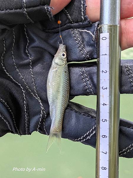 2025/08城市釣遊@大湖公園 2025/08城市釣遊@大湖公園