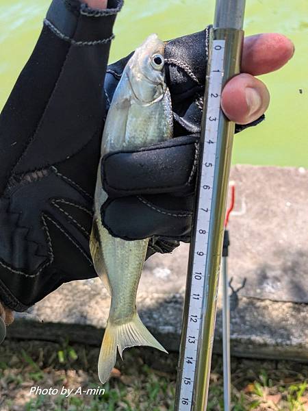 2025/08城市釣遊@大湖公園 2025/08城市釣遊@大湖公園