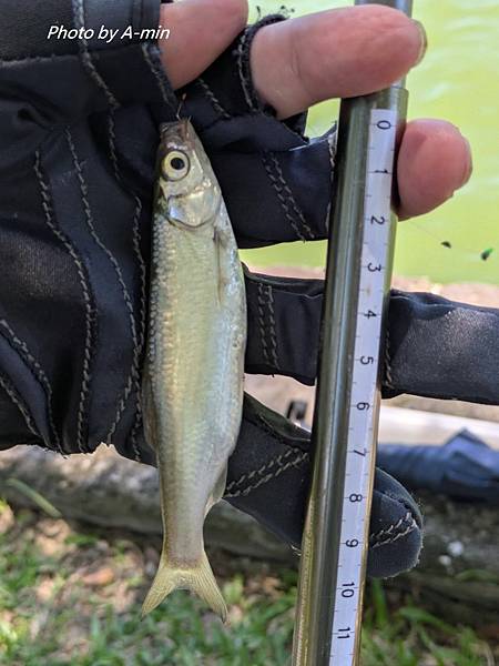 2025/08城市釣遊@大湖公園 2025/08城市釣遊@大湖公園