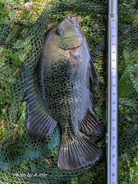 2025/08城市釣遊@大湖公園 2025/08城市釣遊@大湖公園