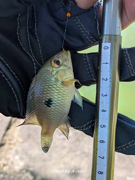 2025/08城市釣遊@大湖公園 2025/08城市釣遊@大湖公園