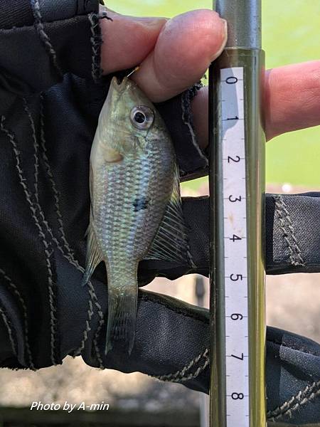 2025/08城市釣遊@大湖公園 2025/08城市釣遊@大湖公園