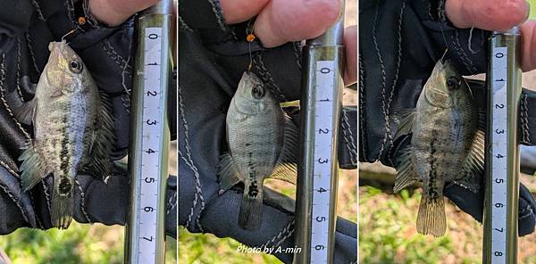 2025/08城市釣遊@大湖公園 2025/08城市釣遊@大湖公園