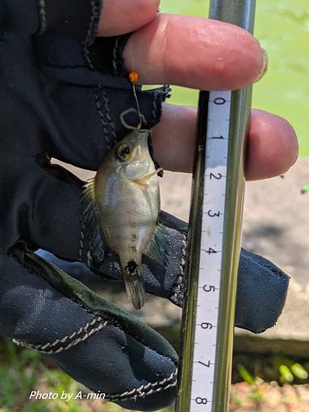 2025/08城市釣遊@大湖公園 2025/08城市釣遊@大湖公園