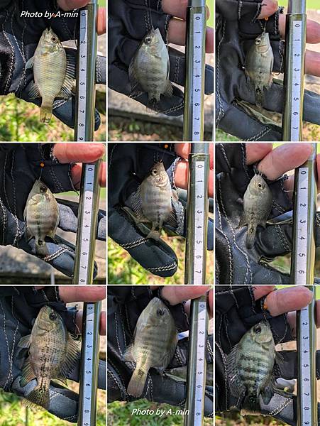 2025/08城市釣遊@大湖公園 2025/08城市釣遊@大湖公園