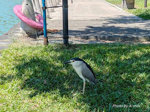 2025/08城市釣遊@大湖公園 2025/08城市釣遊@大湖公園
