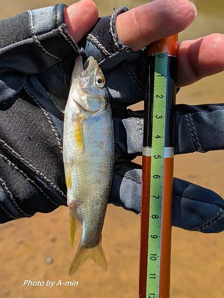 20250822 夏日釣遊@金山磺溪 20250822 夏日釣遊@金山磺溪