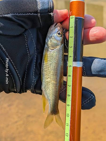 20250822 夏日釣遊@金山磺溪 20250822 夏日釣遊@金山磺溪