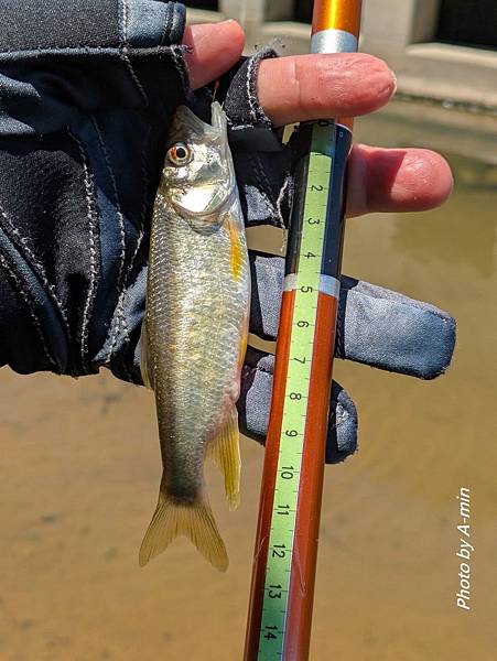 20250822 夏日釣遊@金山磺溪 20250822 夏日釣遊@金山磺溪