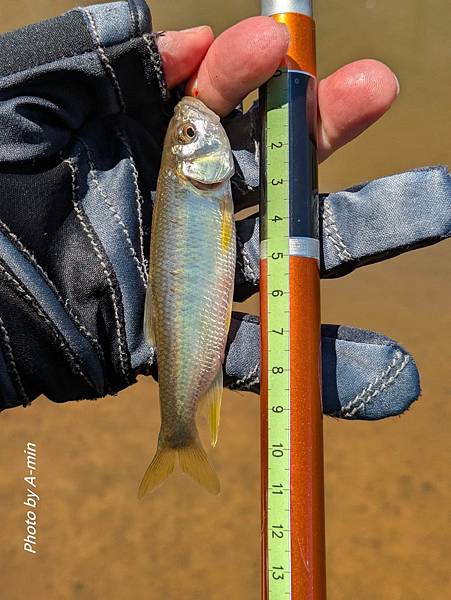 20250822 夏日釣遊@金山磺溪 20250822 夏日釣遊@金山磺溪