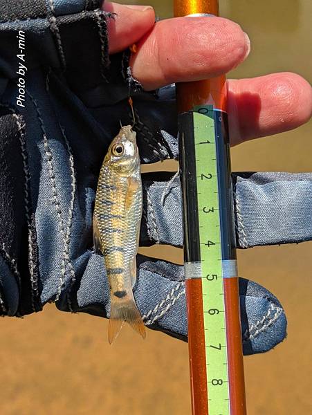 20250822 夏日釣遊@金山磺溪 20250822 夏日釣遊@金山磺溪