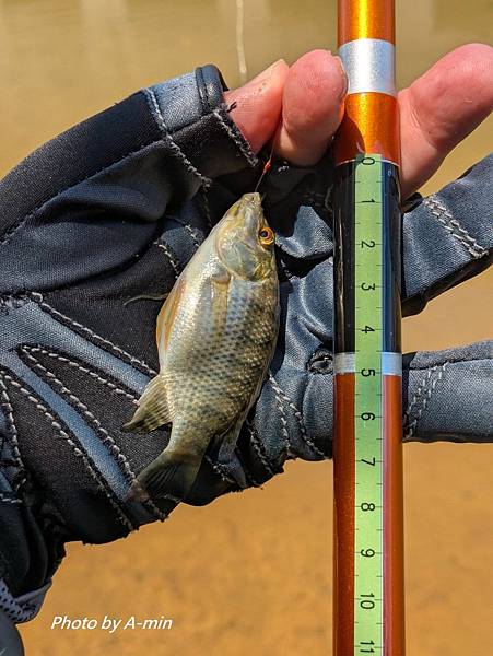 20250822 夏日釣遊@金山磺溪 20250822 夏日釣遊@金山磺溪