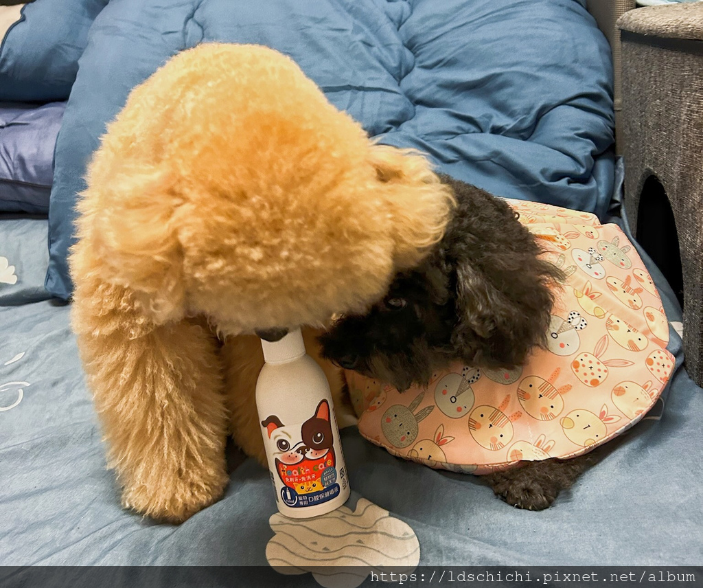 【寵物保養】狗狗口腔保健『汪咪博士-口腔保健噴液(犬用)』推 【寵物保養】狗狗口腔保健『汪咪博士-口腔保健噴液(犬用)』推