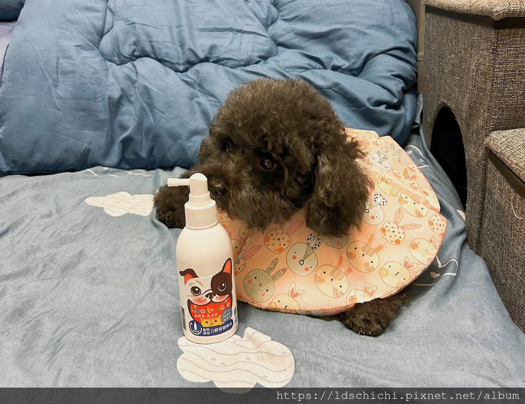 【寵物保養】狗狗口腔保健『汪咪博士-口腔保健噴液(犬用)』推 【寵物保養】狗狗口腔保健『汪咪博士-口腔保健噴液(犬用)』推