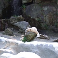 超懶的北極熊