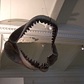 古代的鯊魚嘴巴
