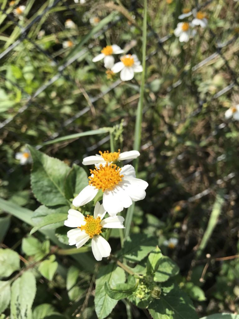 大花咸豐草_180408_0007.jpg 大花咸豐草_180408_0007.jpg