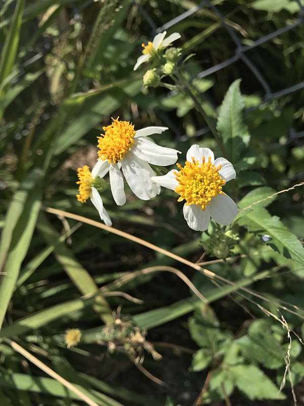 Citybee 百花蜜的蜜源植物之一大花咸豐草 諾亞蜂舟 Citybee 劉伯烏蜂蜜龍眼純蜜 痞客邦