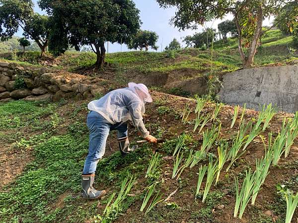 諾亞蜂舟 金針花 萱草 夏天的蜜粉源植物 諾亞蜂舟 Citybee 劉伯烏蜂蜜龍眼純蜜 痞客邦